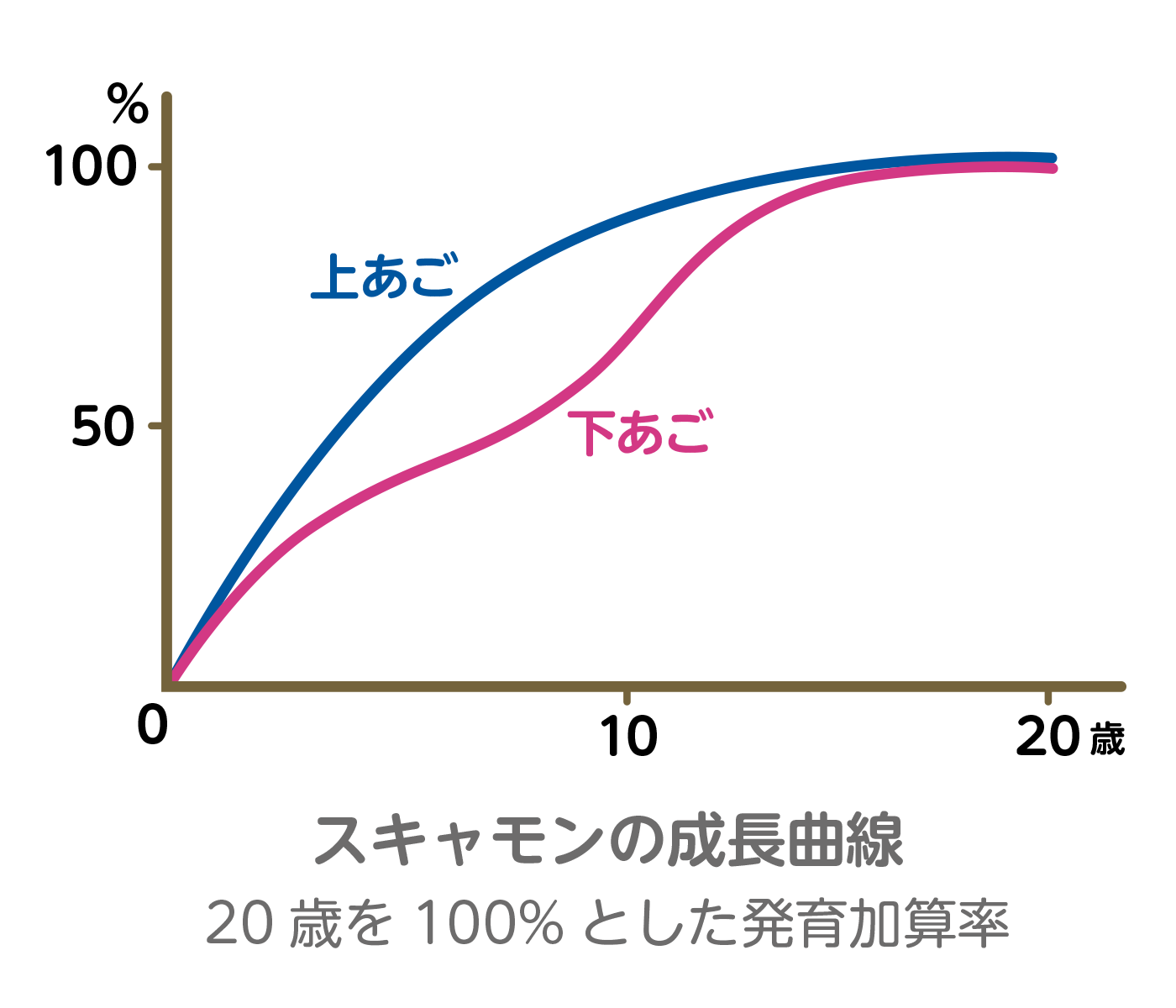 スキャモンの成長曲線